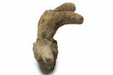Hadrosaur (Edmontosaurus) Cervical Vertebra - Montana #319283-7